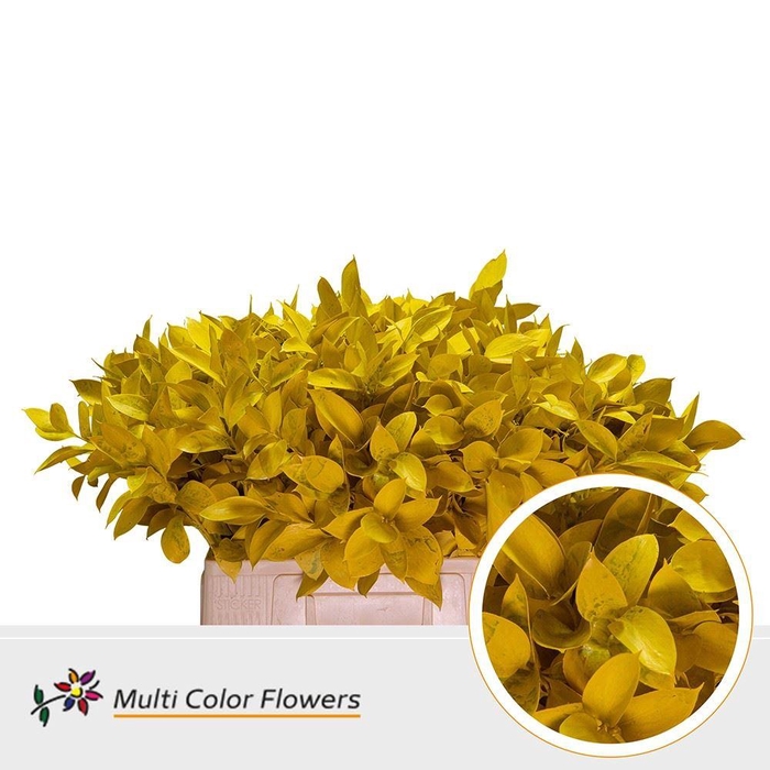 <h4>Ruscus   ...colored H%</h4>