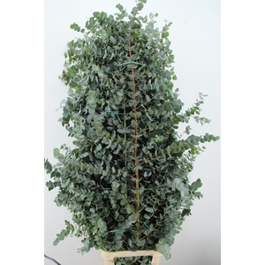 EUC CINEREA XXL PER STEM