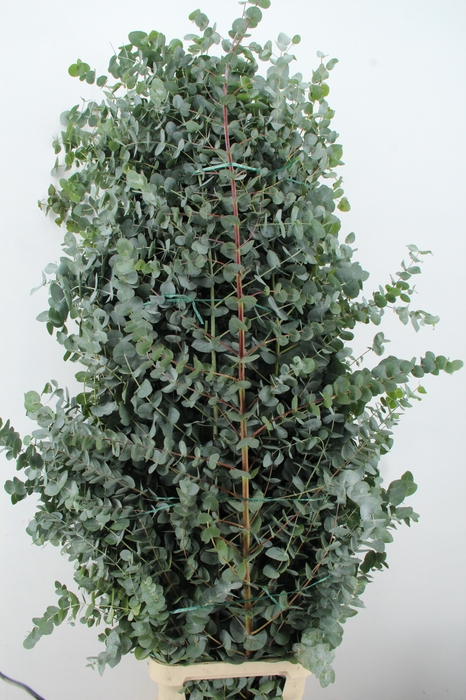 <h4>EUC CINEREA XXL PER STEM</h4>