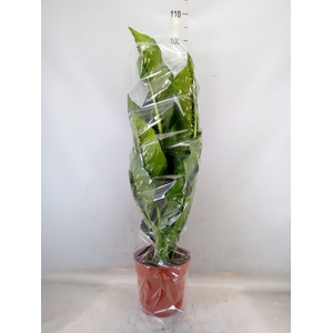 Dieffenbachia seg. 'Caiman'