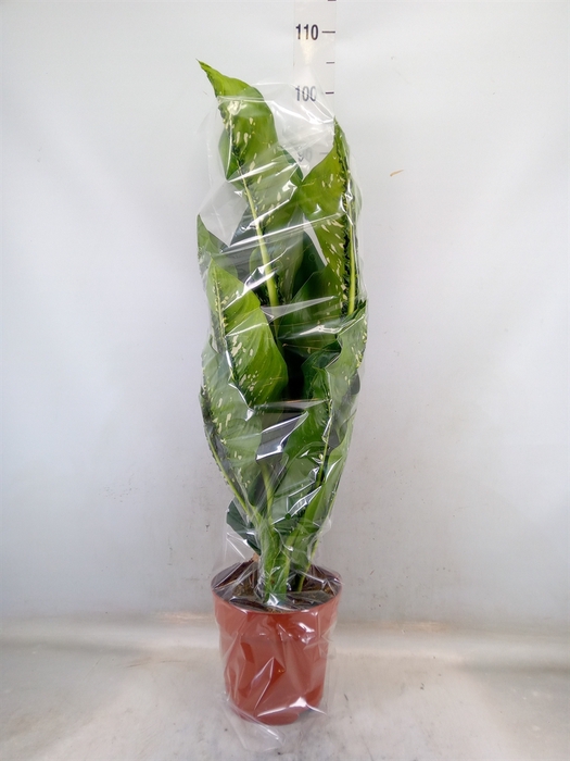 <h4>Dieffenbachia seg. 'Caiman'</h4>