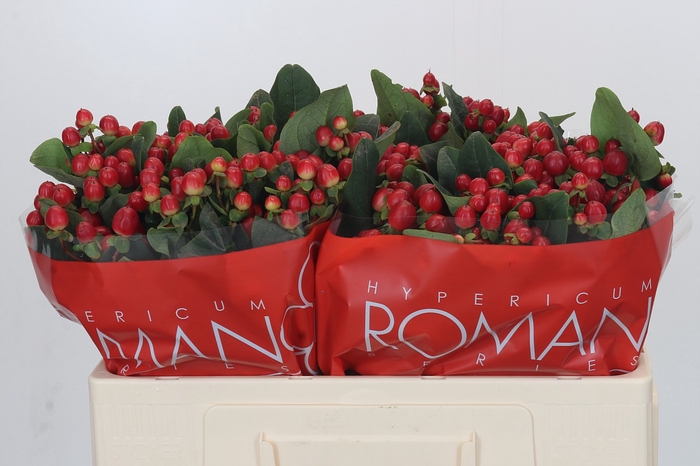 Hypericum True Romance