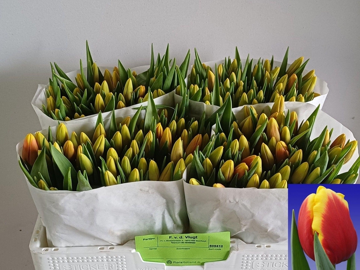 <h4>TU EN DENMARK</h4>