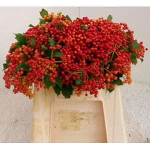 Viburnum Compactum 6 Kop Rouenhof