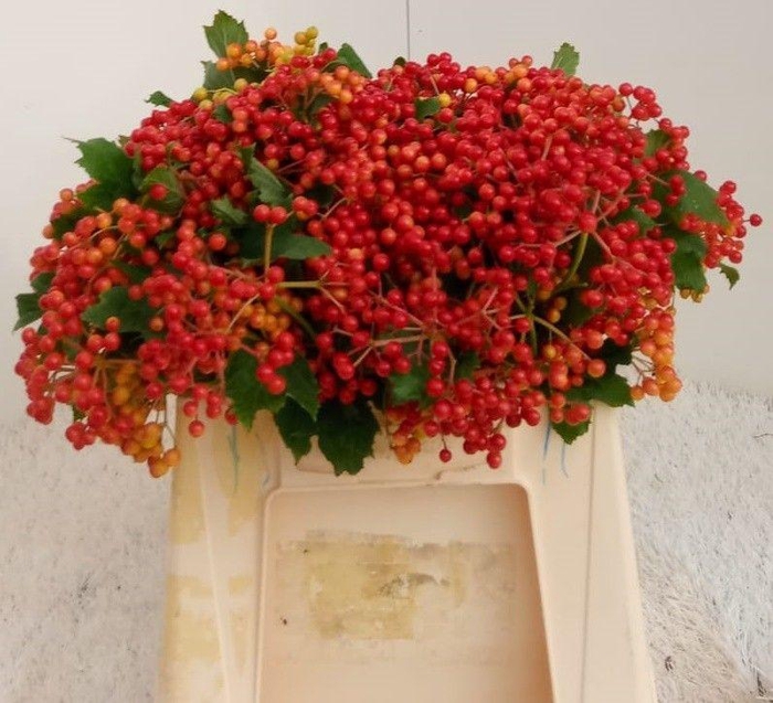 <h4>Viburnum Compactum 6 Kop Rouenhof</h4>