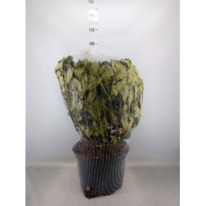 Rhododendron cat. 'Nova Zembla'