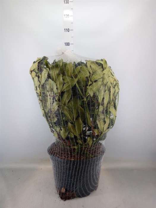 <h4>Rhododendron cat. 'Nova Zembla'</h4>