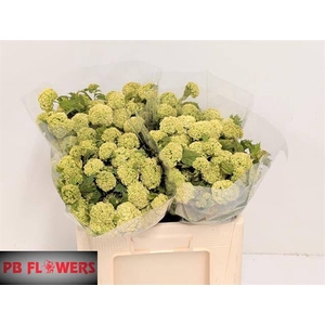 VIBURNUM ROSEUM ST 4+