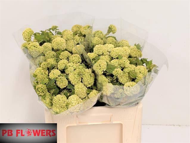 <h4>VIBURNUM ROSEUM ST 4+</h4>