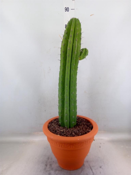 <h4>Polaskia chichipe</h4>