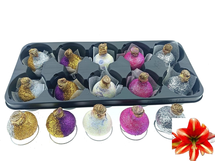 <h4>BLOEMBOL HIPPEASTRUM</h4>