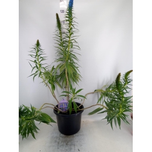Echium webbii