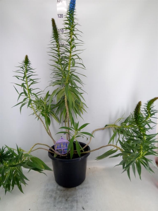 <h4>Echium webbii</h4>