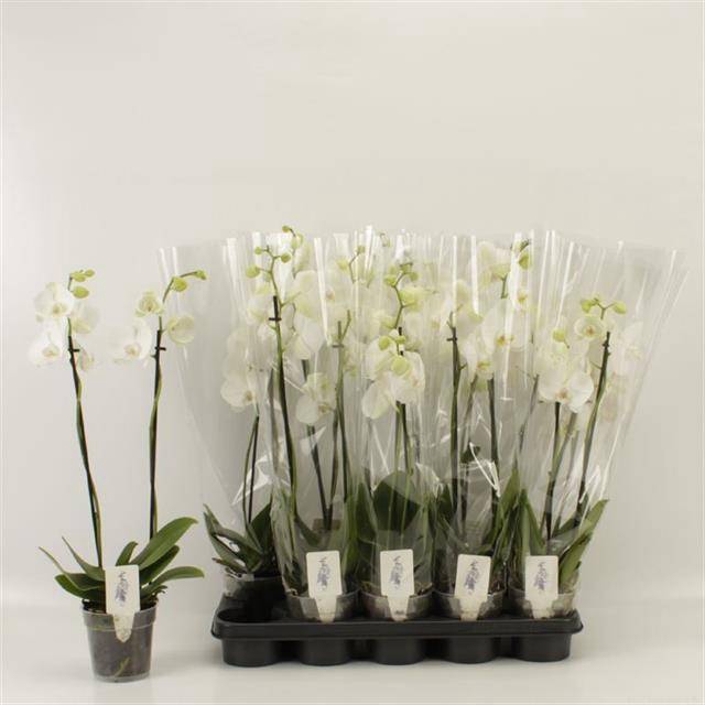 <h4>PHAL OV WIT</h4>