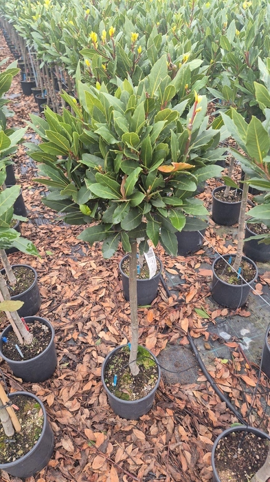 <h4>LAU NOBILIS</h4>