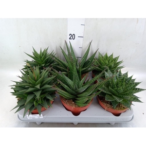Aloe   ...mix