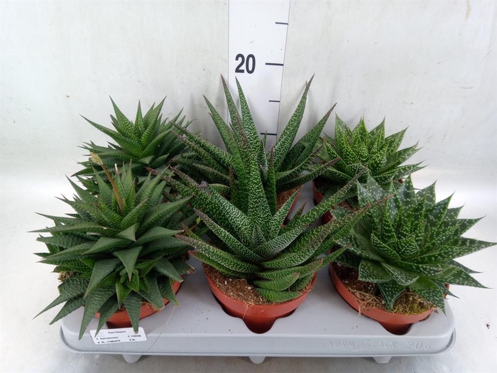 <h4>Aloe   ...mix</h4>