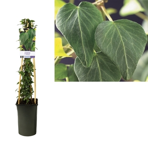 Hedera h. 'Natasja' +light label