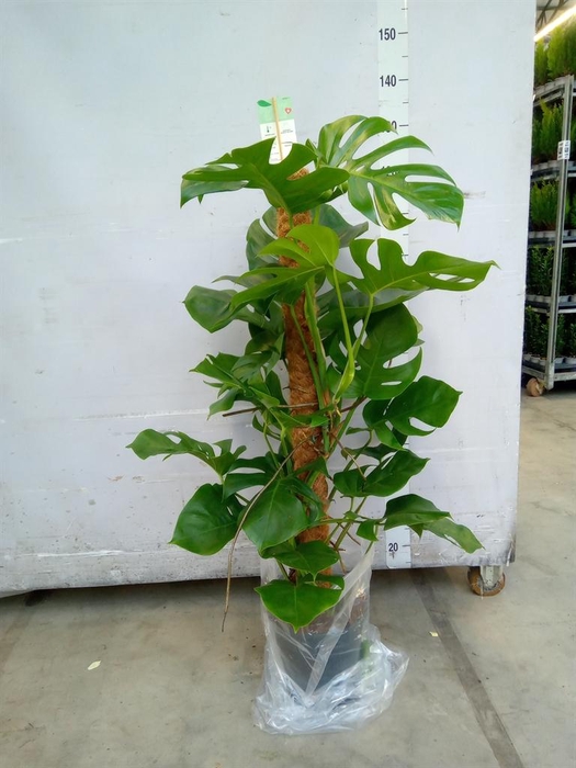 <h4>Monstera pertusum</h4>