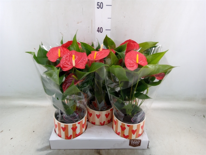 <h4>Anthurium  'Diamond Red'</h4>