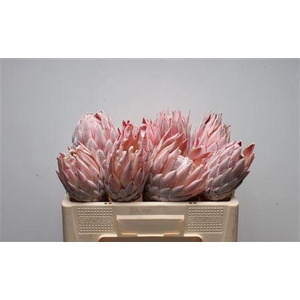Protea Cynaroides No Leaves