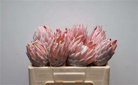 <h4>Protea Cynaroides No Leaves</h4>