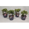 Buddleja Buddleja