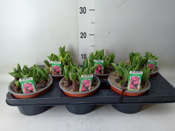 <h4>Tulipa DU ...</h4>