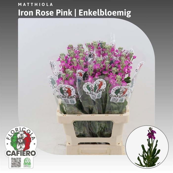 <h4>MATTH IRON ROSE PINK</h4>