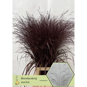 Siergras Klb Aubergine Frank Zon