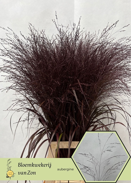 <h4>Siergras Klb Aubergine Frank Zon</h4>
