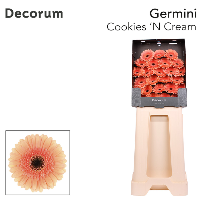 <h4>Germini Cookies n Cream Diamond</h4>