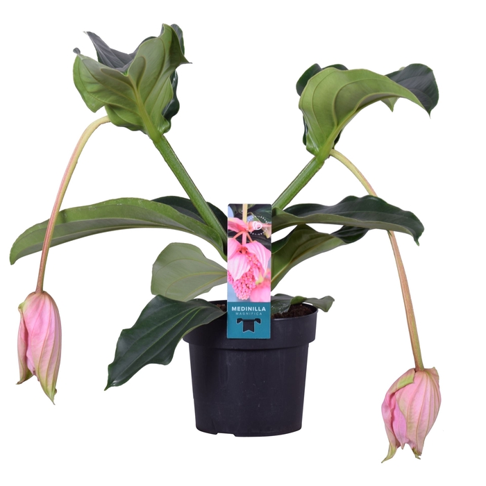 <h4>Medinilla magnifica</h4>