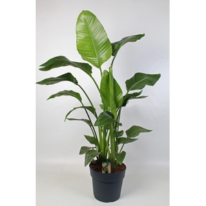 Strelitzia nicolai 24 cm 4 pp