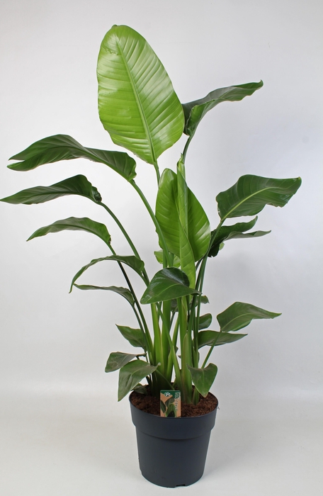 <h4>Strelitzia nicolai 24 cm 4 pp</h4>