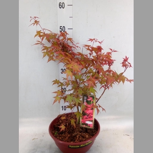 Acer palmatum