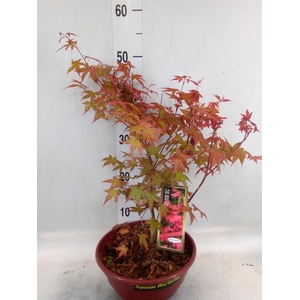 Acer palmatum