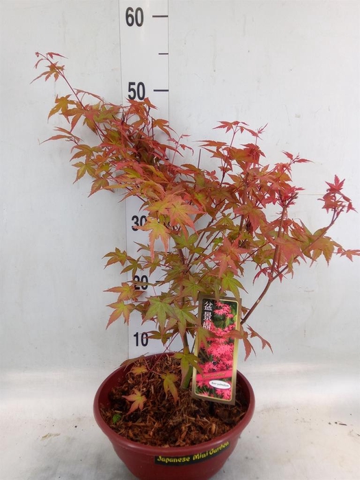 <h4>Acer palmatum</h4>