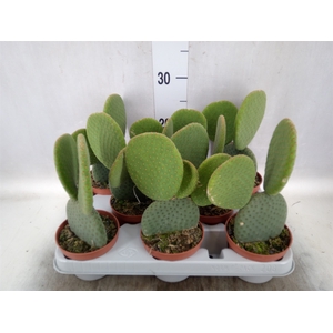 Opuntia