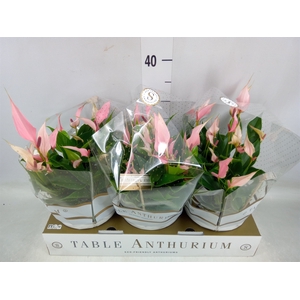 Anthurium andr. 'Lilli'