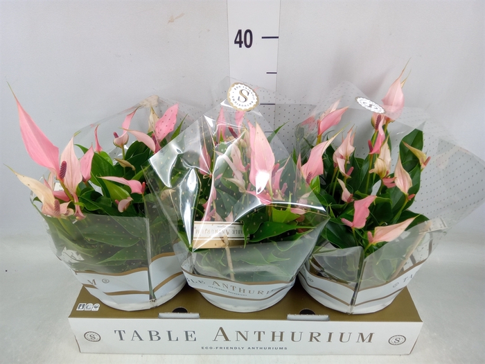 <h4>Anthurium andr. 'Lilli'</h4>