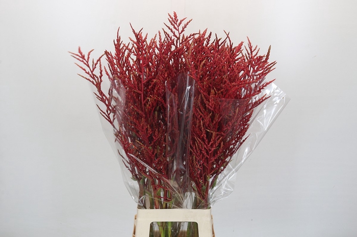 <h4>Bromelia Red Paloma</h4>