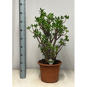 CRASS OVATA