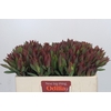 Leucadendron Highlight