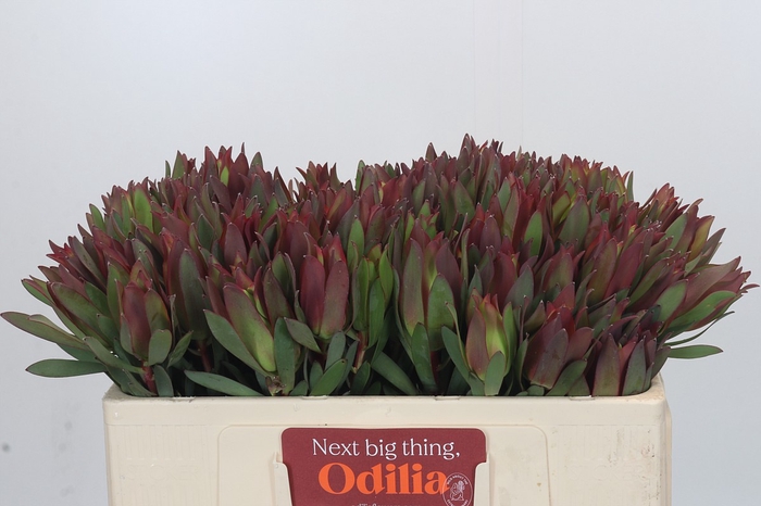 Leucadendron Highlight