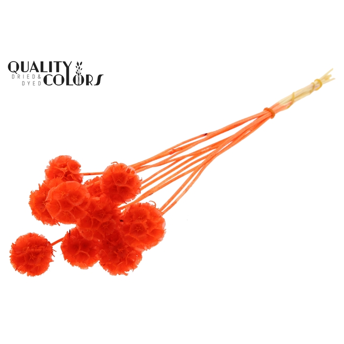 <h4>Scabiosa Preserved 10pc/bunch Bleached Coral</h4>
