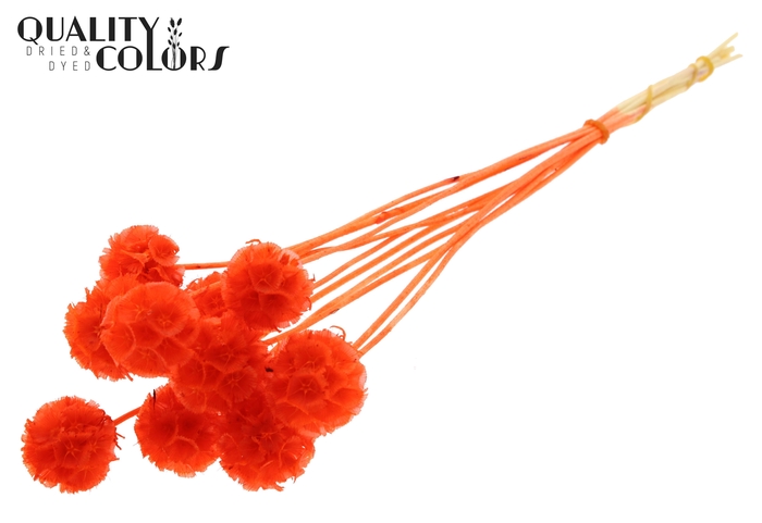 Scabiosa Preserved 10pc/bunch Bleached Coral