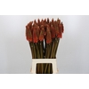 Kniphofia Alcazar