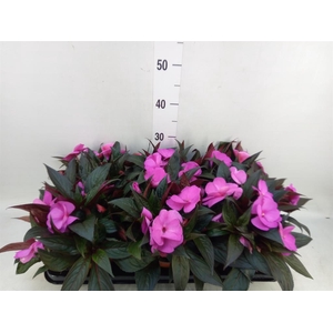 Impatiens NG 'Colorpower Violet'