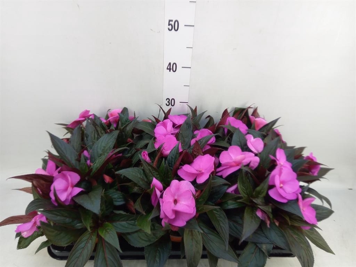 <h4>Impatiens NG 'Colorpower Violet'</h4>